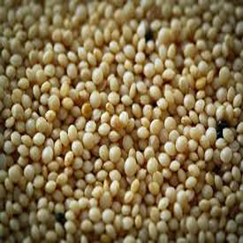 Red Sorghum Grain Australian – Wheat Free World